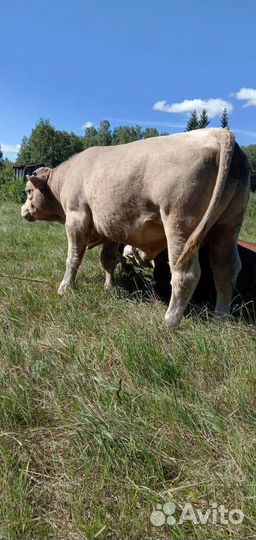 Быки на племя