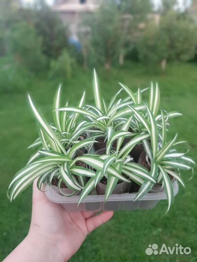 Хлорофитум хохлатый