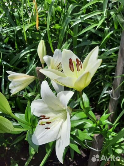 Астильба Катальпа Лилейник Хоста Пион Мята