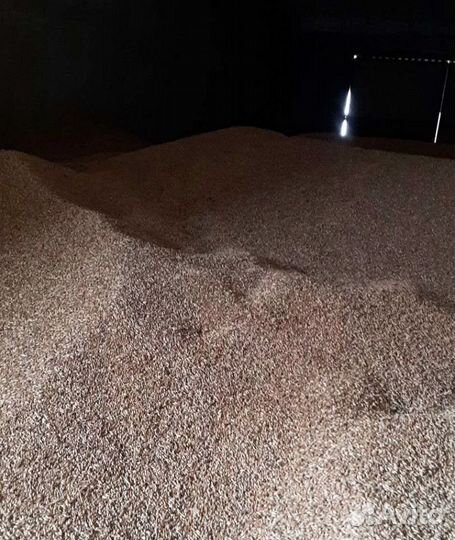 Сахарная свёкла, Фасоль на корм