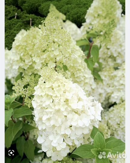 Гортензия метельчатая