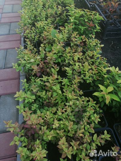 Спирея японская Фаерлайт