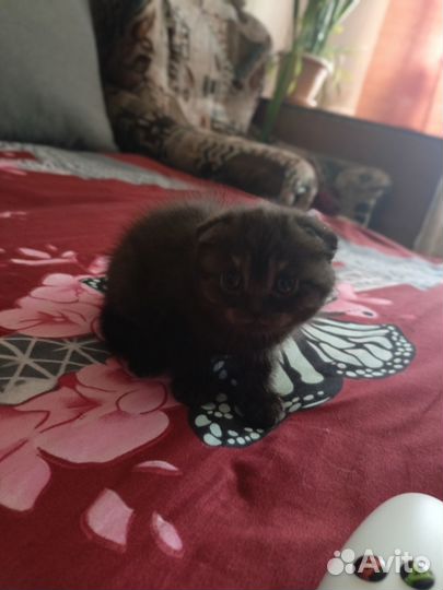 Готовятся к продаже 3 принцессы