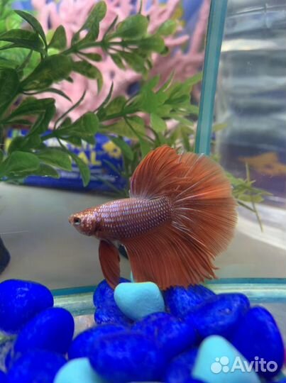 Сиамский петушок