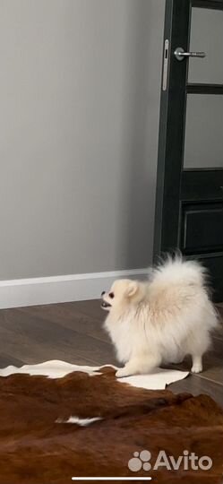 Померанский шпиц