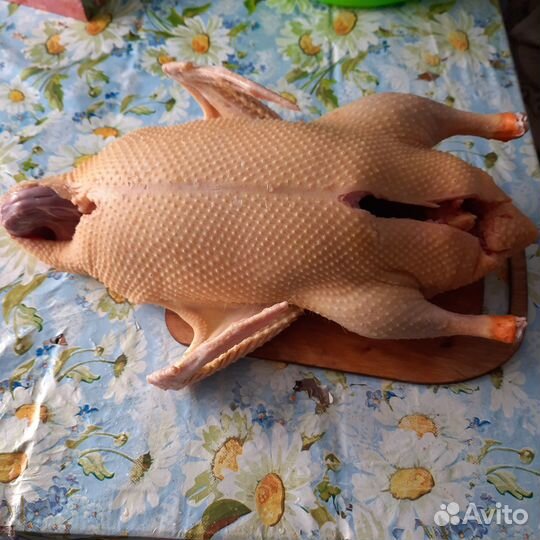 Домашние гуси и утки