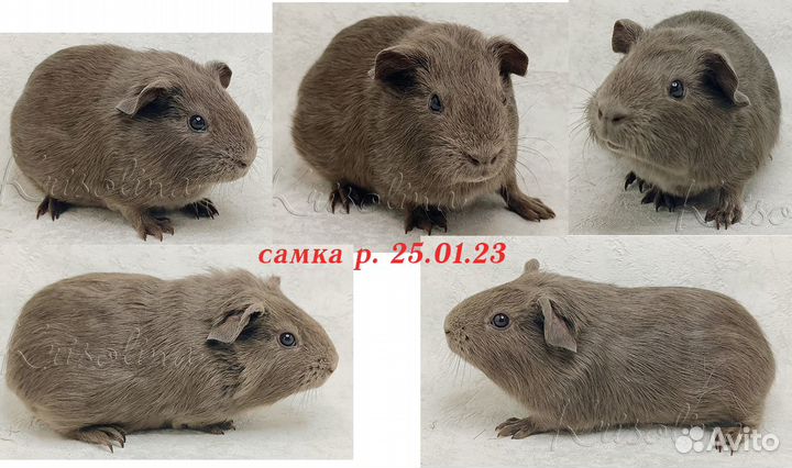 Морские свинки короткошерстные