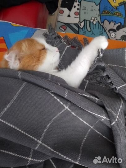 Кот, 1.5 года