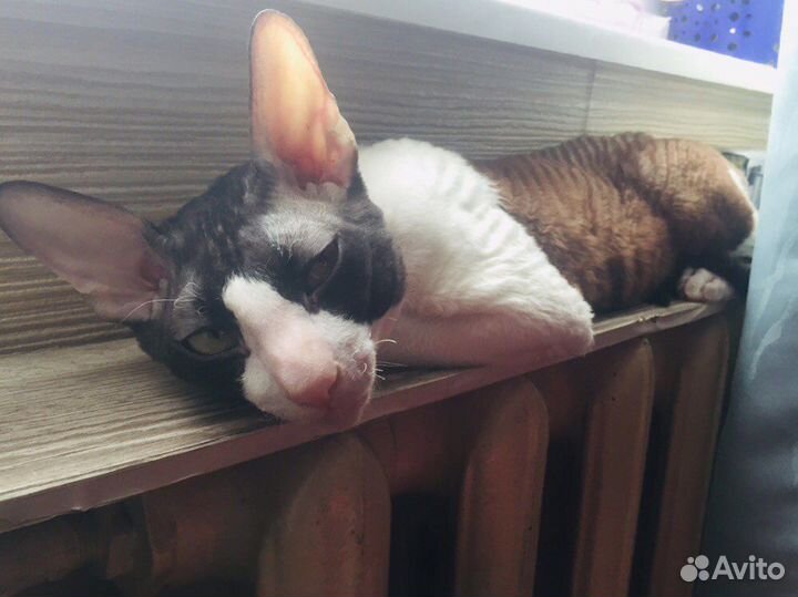 И молодой и холостой. Вязка