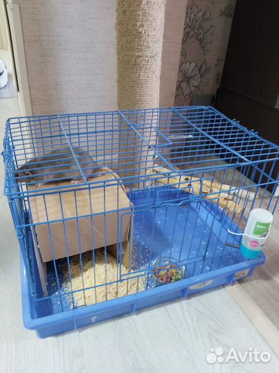 Крыса в добрые руки