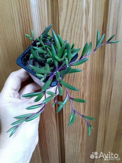 Седум буррито, оттона мясистая и др