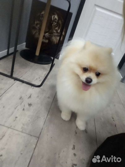 Стрижка собак