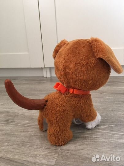 Щенок на поводке