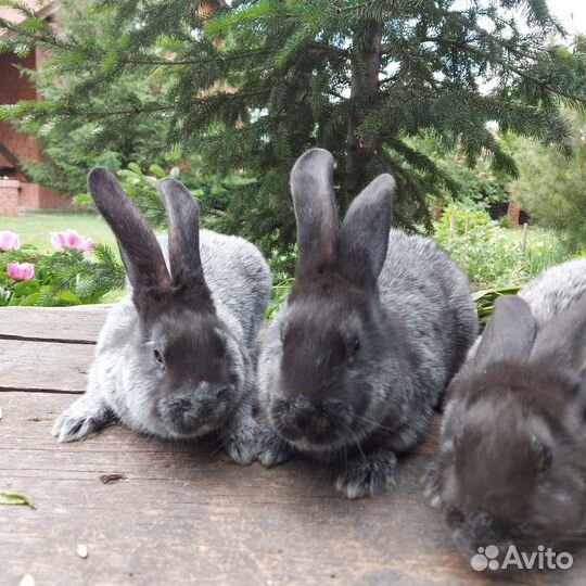 Полтавское серебро