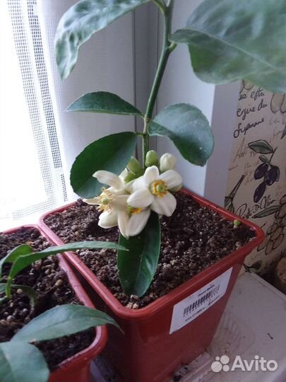 Лимон Мейра с лимоном