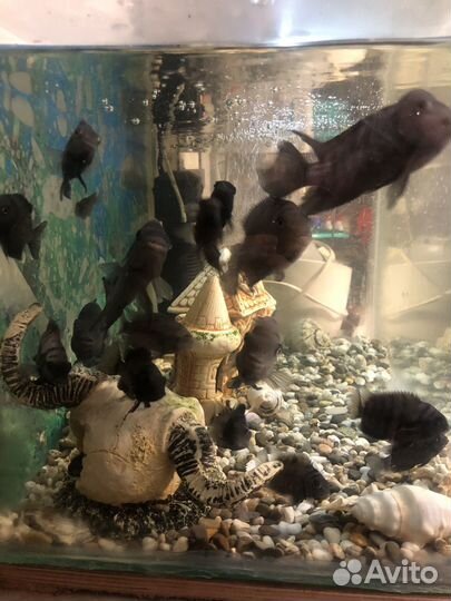 Аквариум с рыбками