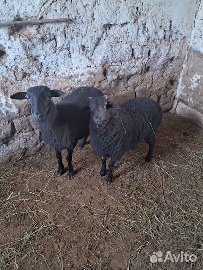 Овцы на мясо