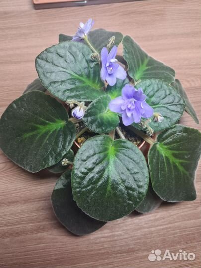 Фиалка сортовая (потеряшка)