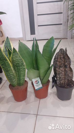 Сансевиерия разных сортов