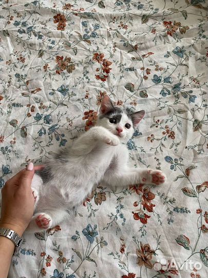 Котенок в добрые руки