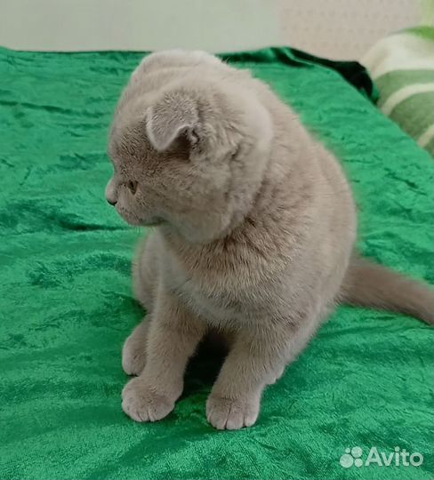 Британский вислоухий котёнок