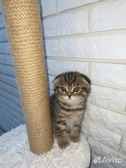 Шотландская