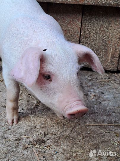 Поросенок ландрас