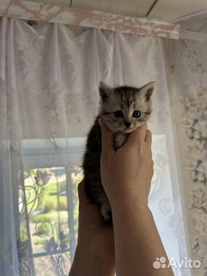 Кошка в дар бесплатно
