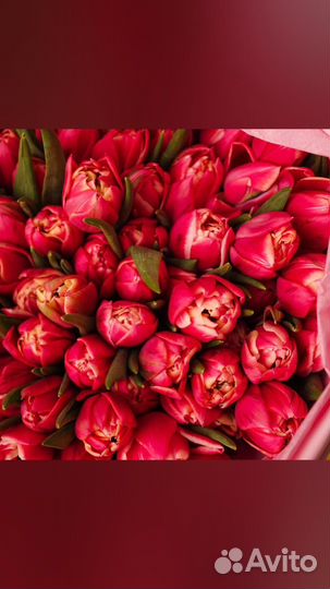 Тюльпаны к 8 марта