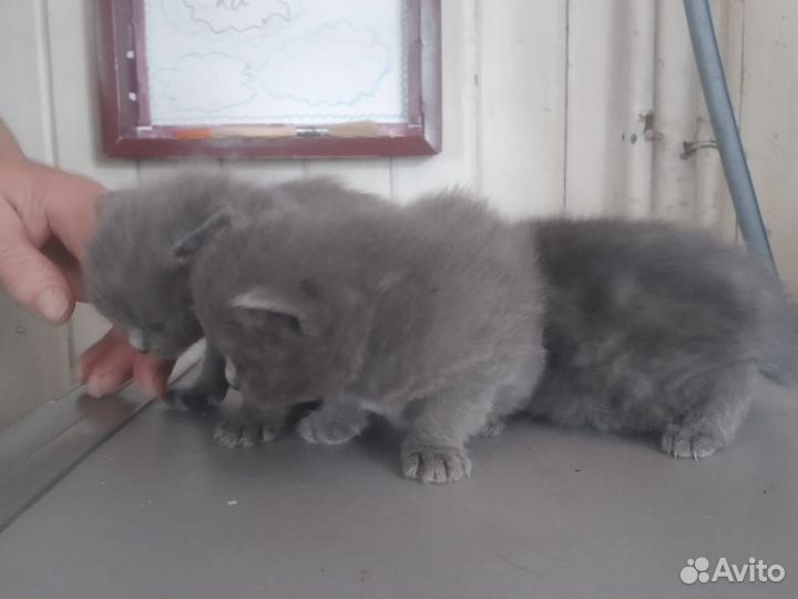 Отдам котят