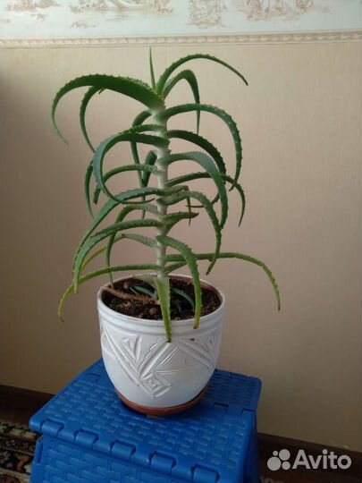 Алоэ столетник