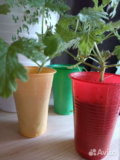 Пеларгония герань лечебная