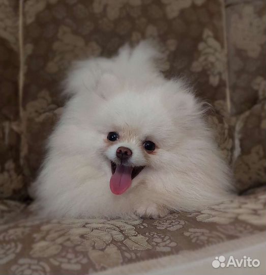 Белая девочка