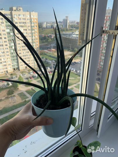 Комнатные растения сансевиерия, кливия, фикус и др