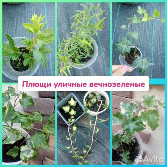 Растения для сада