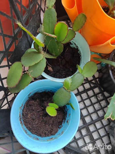 Декабрист(детки)