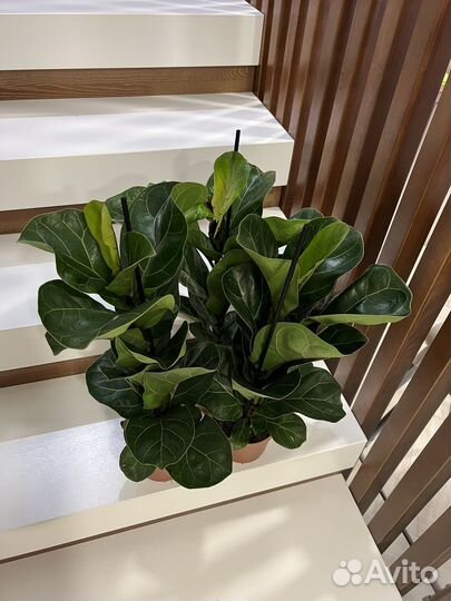 Спатифиллум Фикус Лирата Стрелиция