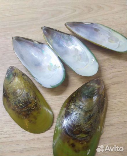 Ракушка мидии киви