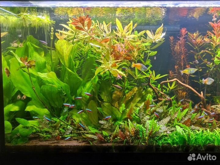 Аквариумные растения