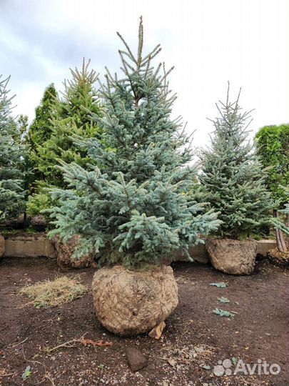 Ель голубая