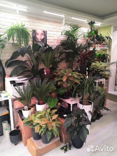 Комнатные растения цветы озеленение