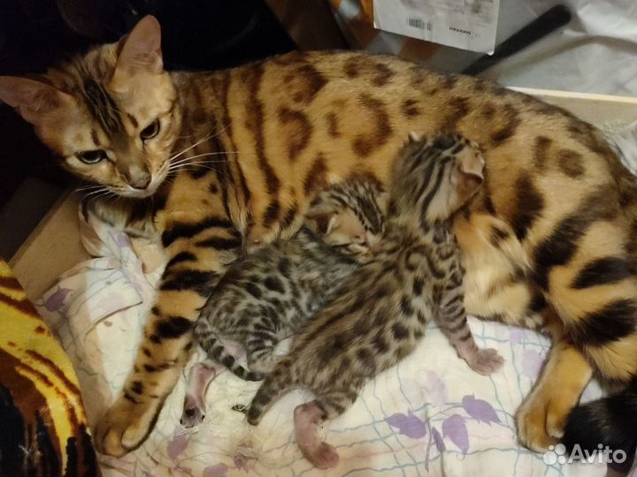 Бенгальская котята