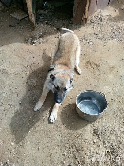 Собака в добрые руки