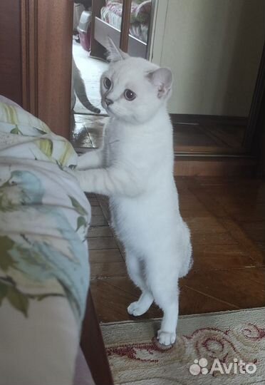 Британская серебристая шиншилла