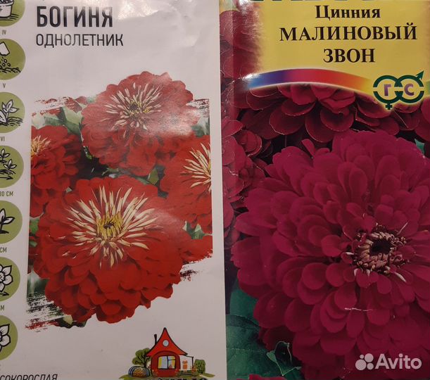 Циния рассада