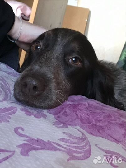 Собака в добрые руки