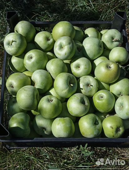 Яблоки оптом