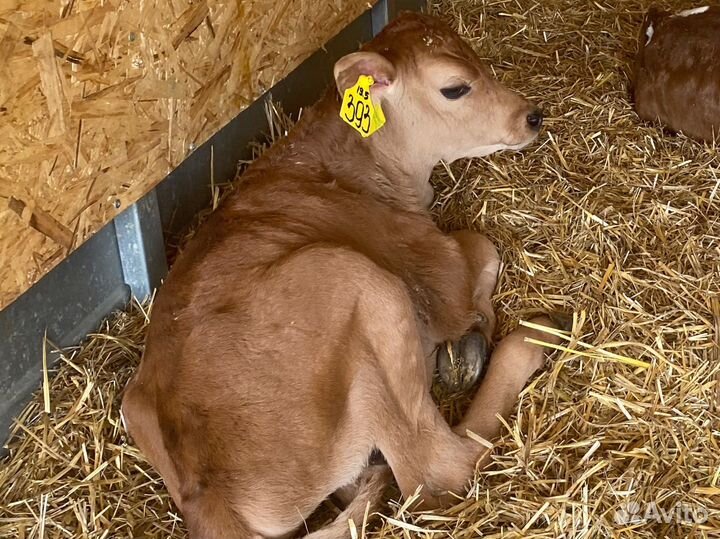 Телята бычки лимузин