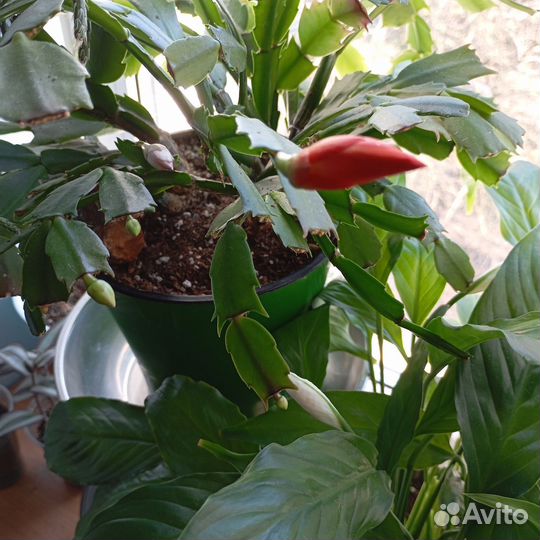 Комнатные растения цветы обновление 12 апреля