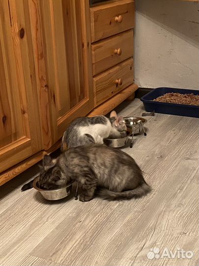 Котята в добрые руки даром москва